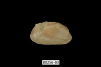 藏品(紫斑船蛤)的圖片